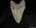 Inch Megalodon Tooth - Awesome Serrations #75-2